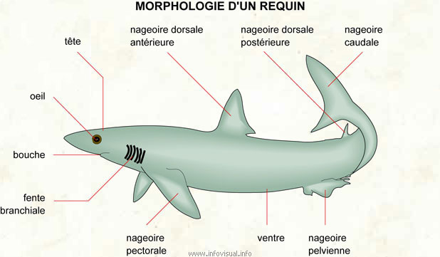Requin (Dictionnaire Visuel)